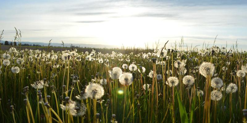 楚辞与楚地巫觋文化：《九歌》中的祭祀乐舞如何启迪现代诗歌创作